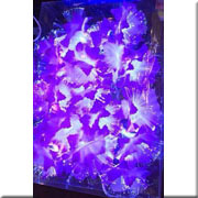 Đèn Hoa Led Sợi Quang Học NOEL 06